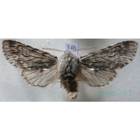 Brachionycha nubeculosa (Esper, 1785) Lazdona brzezinówka Czech34h